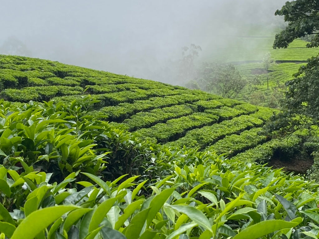 Parkside in the Nilgiri Hills,