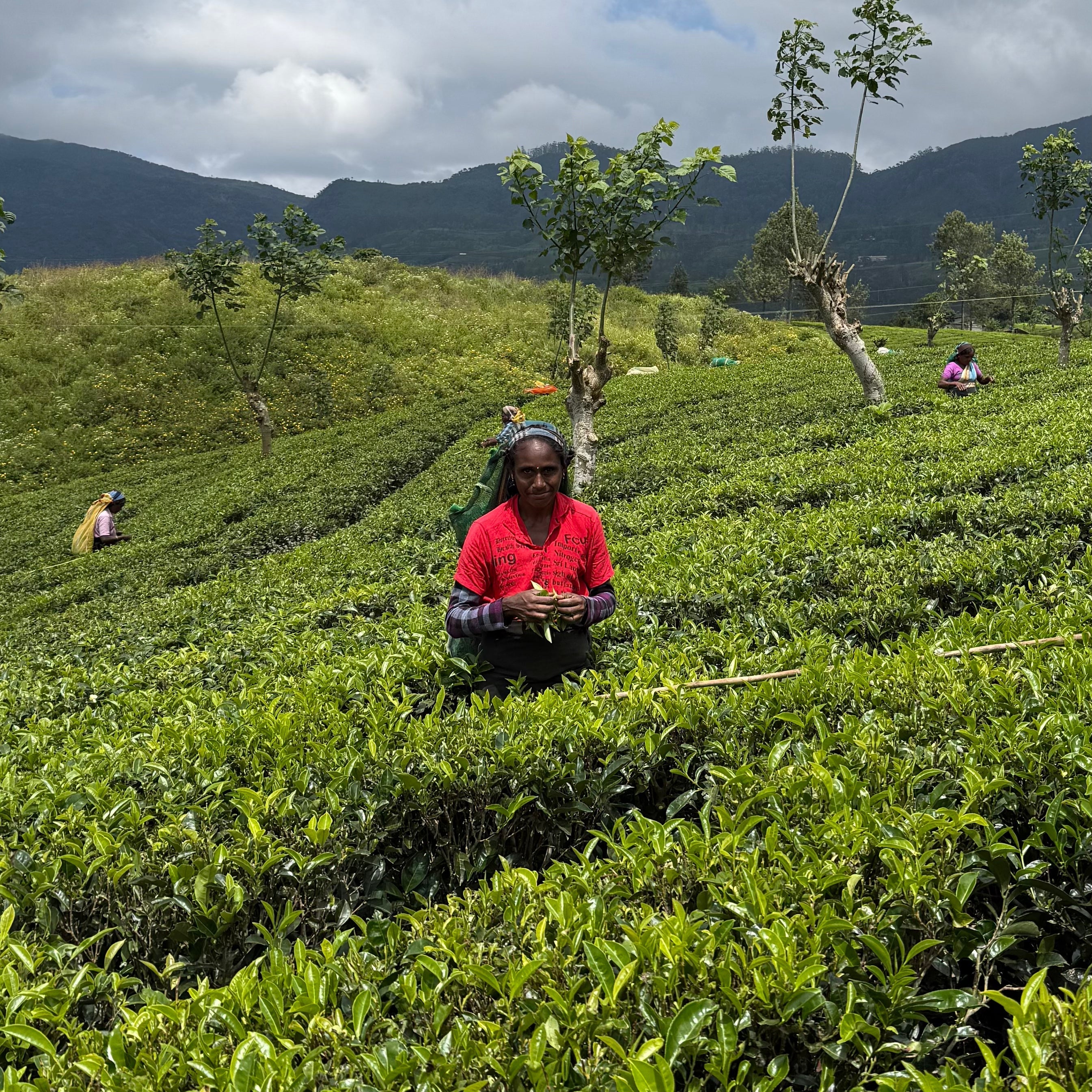 Ceylon Tea: What Makes Sri Lanka's Highland Teas So Good