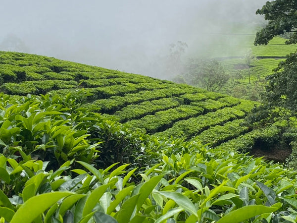 Parkside in the Nilgiri Hills,