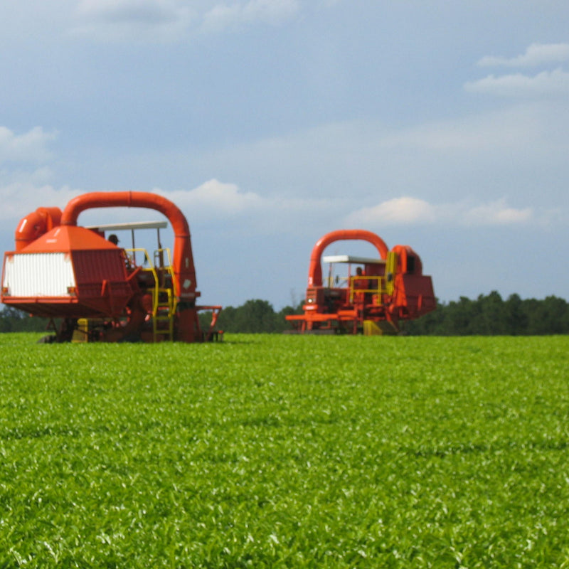 A-Z of tea    A is for Argentina